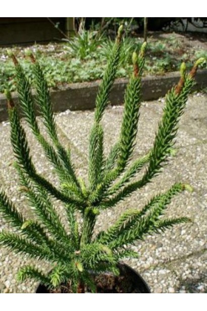 Cryptomeria Japonica ’Dinger’ хвоя